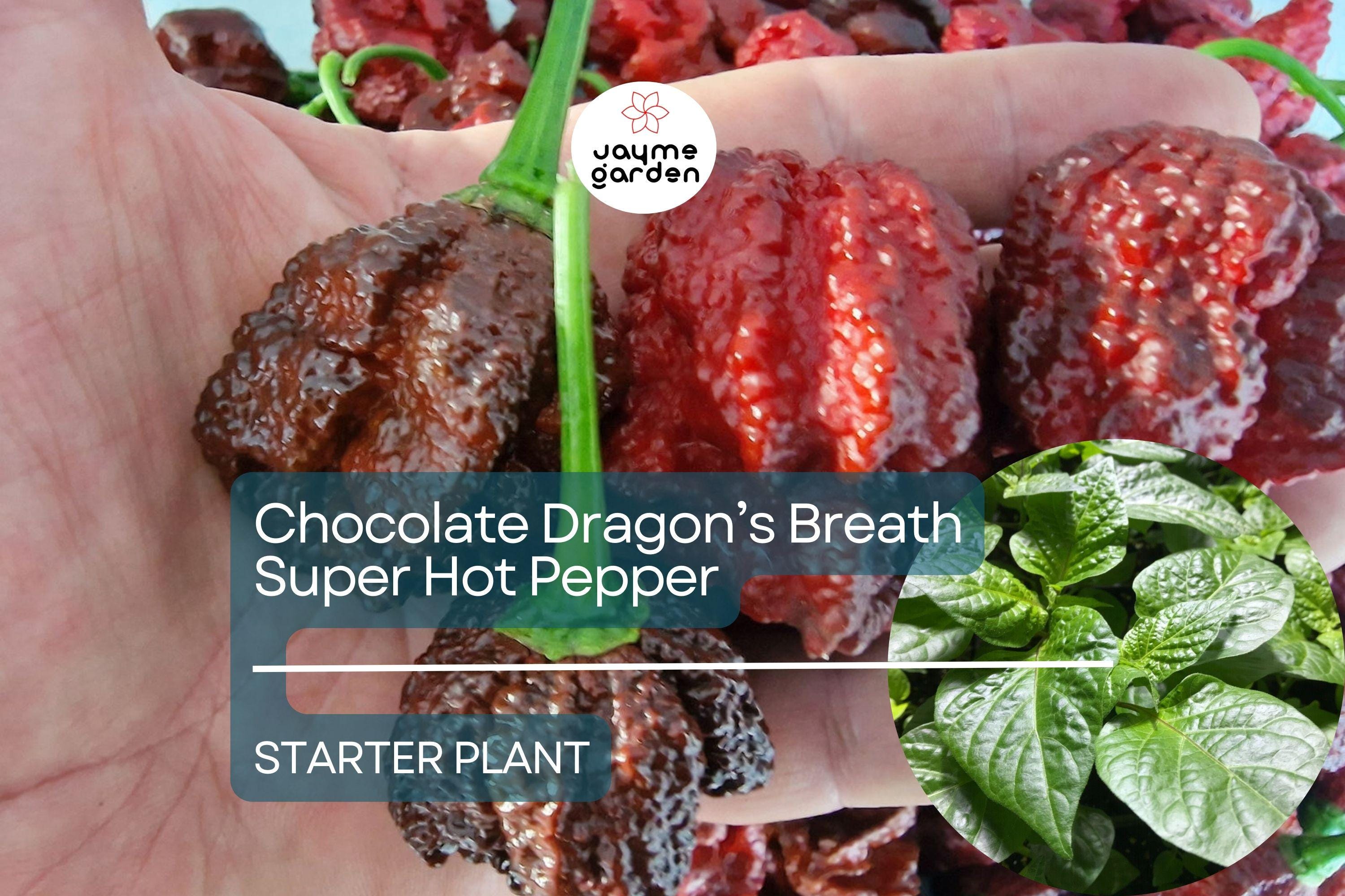 3 Chocolate Dragon’s Breath Starter Plants - Super Hot Pepper Live Plants - Young Plants for Gardens, Containers, & Spicy Recipes