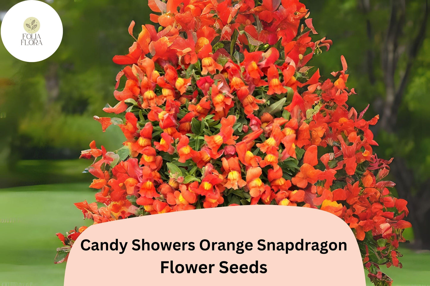 Candy Showers Orange Snapdragon Seeds (Antirrhinum majus) | 1000+ Seeds | Cascading Orange Blooms for Gardens & Hanging Baskets