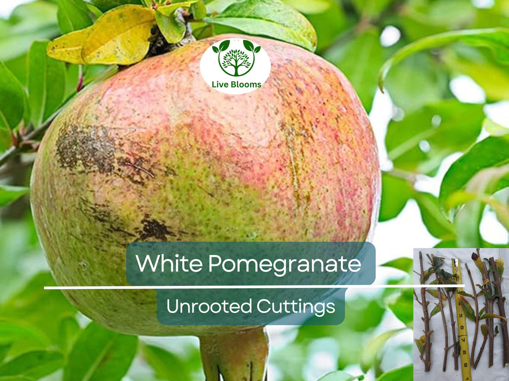 10 Rare Organic White Pomegranate Unrooted Cuttings 8-10" - Punica Granatum - Unique Fruit Tree for Propagation & Garden