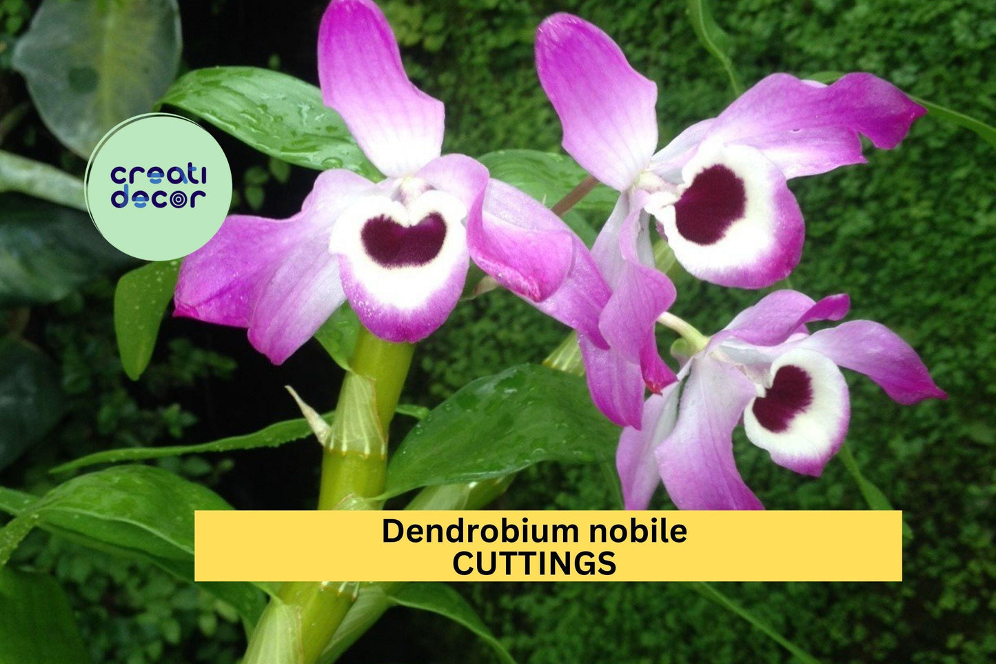 Dendrobium Nobile ‘Surprise’ Orchid Cuttings (50) | Mixed Colors | No Roots | Propagation Starter Pack | Cultivated Source
