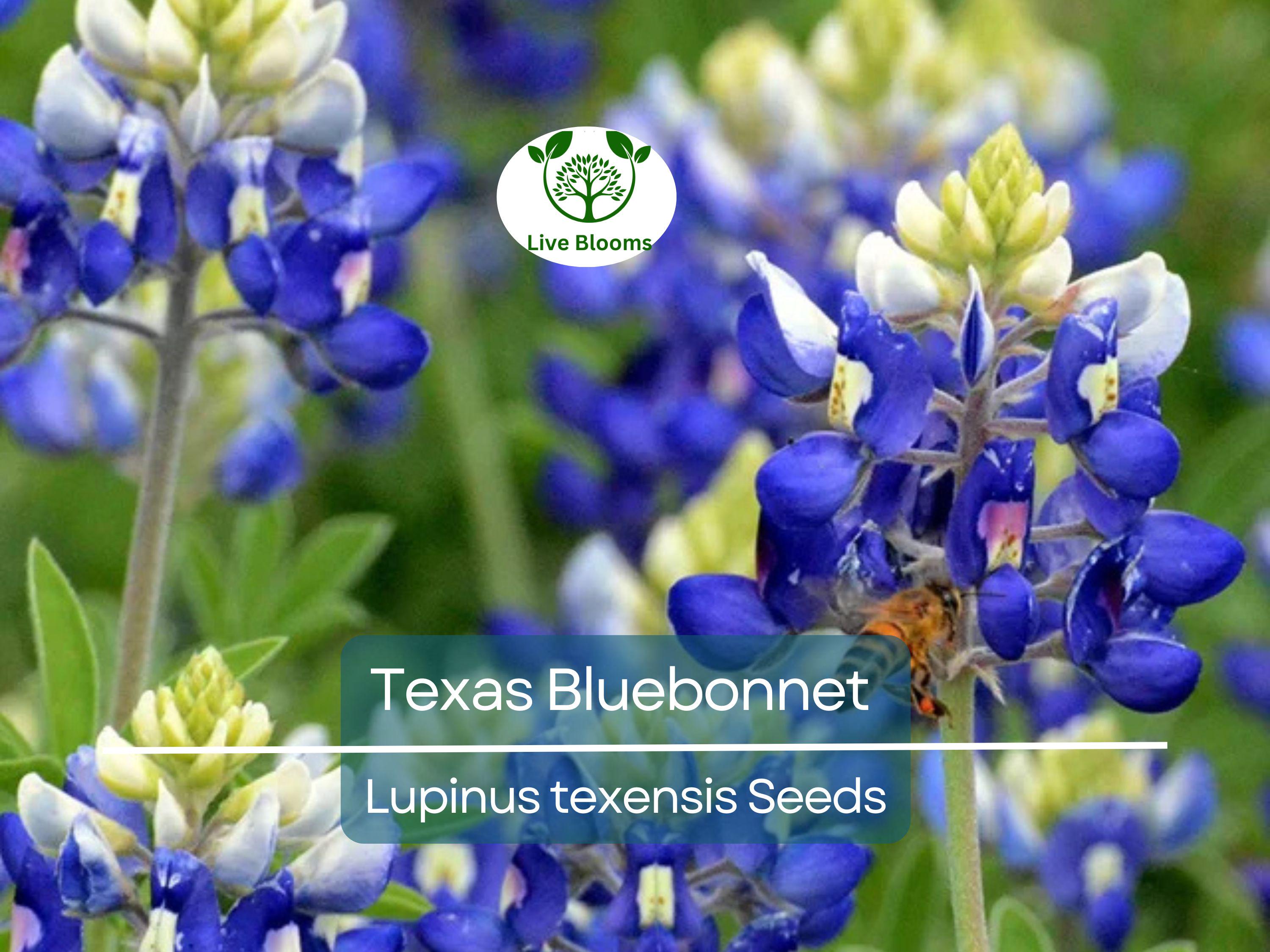 50 Texas Bluebonnet Seeds, Lupinus texensis, Wildflower, Sun/Partial Shade, Heirloom, Non-GMO, Native to Texas, Vibrant Blue Blooms