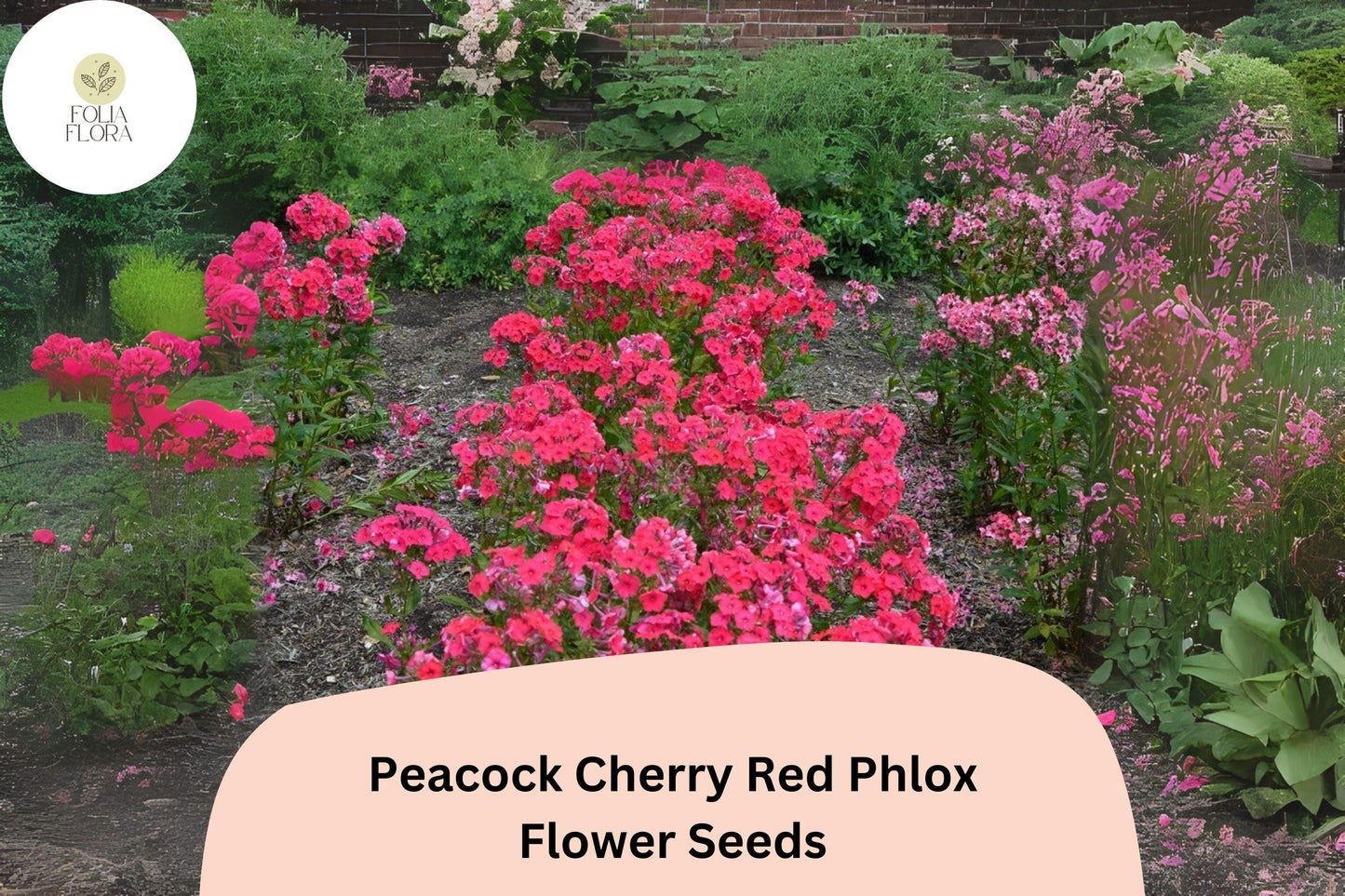 100+ Peacock Cherry Red Phlox Seeds – Bright Red Garden Flowers, Phlox paniculata