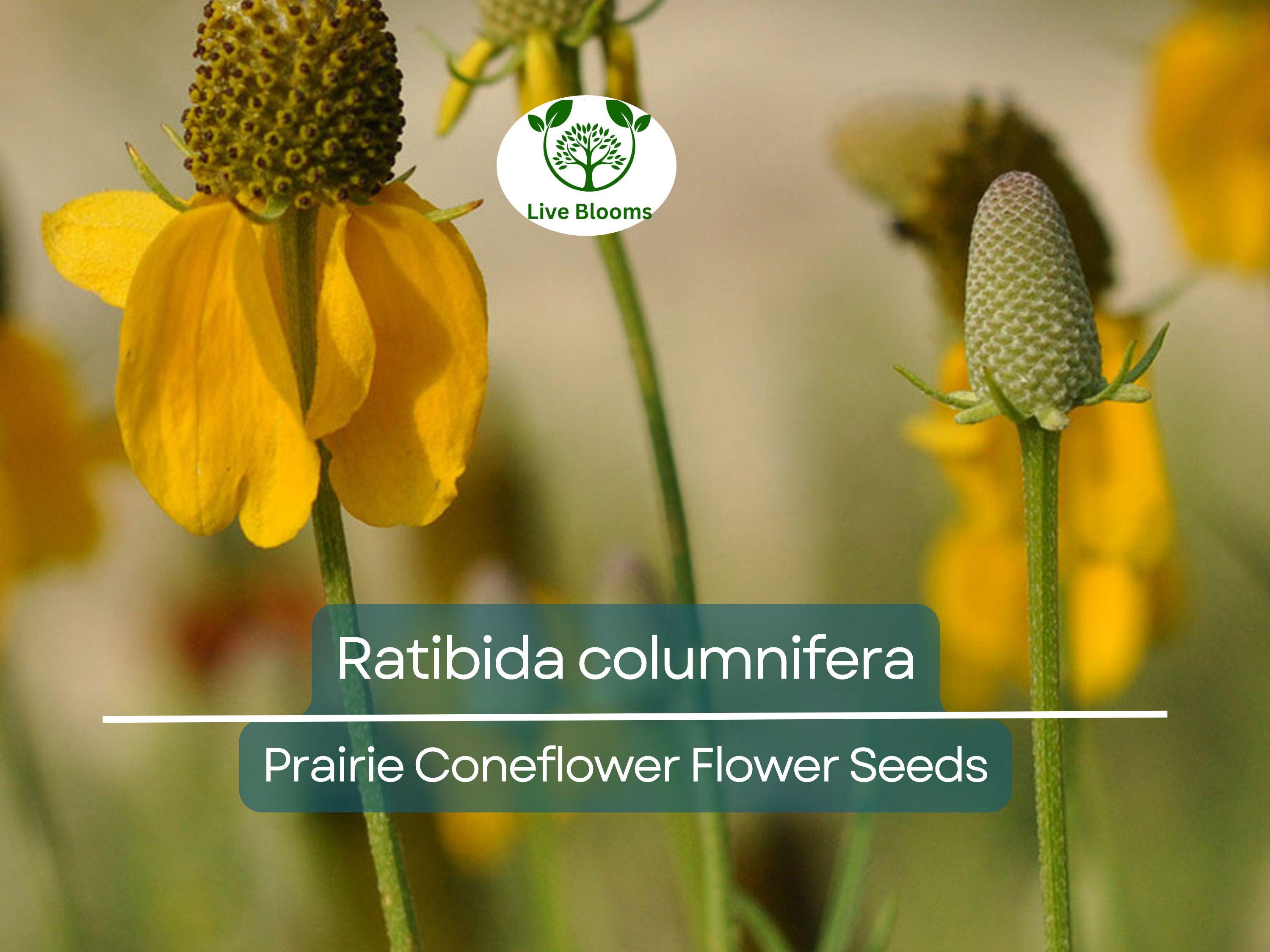 150 Seeds Prairie Coneflower (Ratibida columnifera) for Planting | Native Wildflower for Meadows, Pollinator Gardens & Landscapes