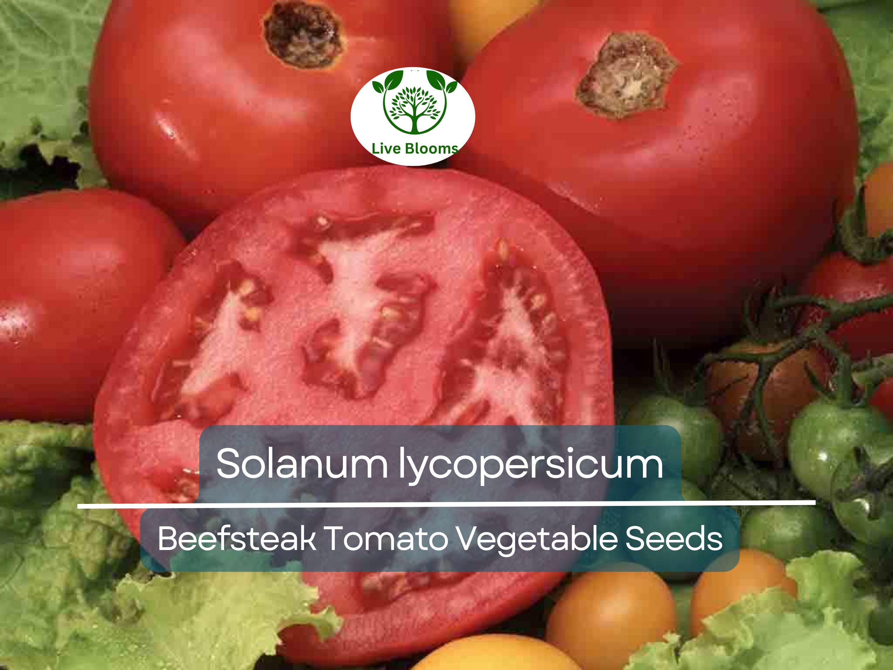 300 mg Beefsteak Tomato Seeds - Solanum lycopersicum | Heirloom, Large & Juicy Tomato | Perfect for Slicing, Sandwiches, and Home Gardens