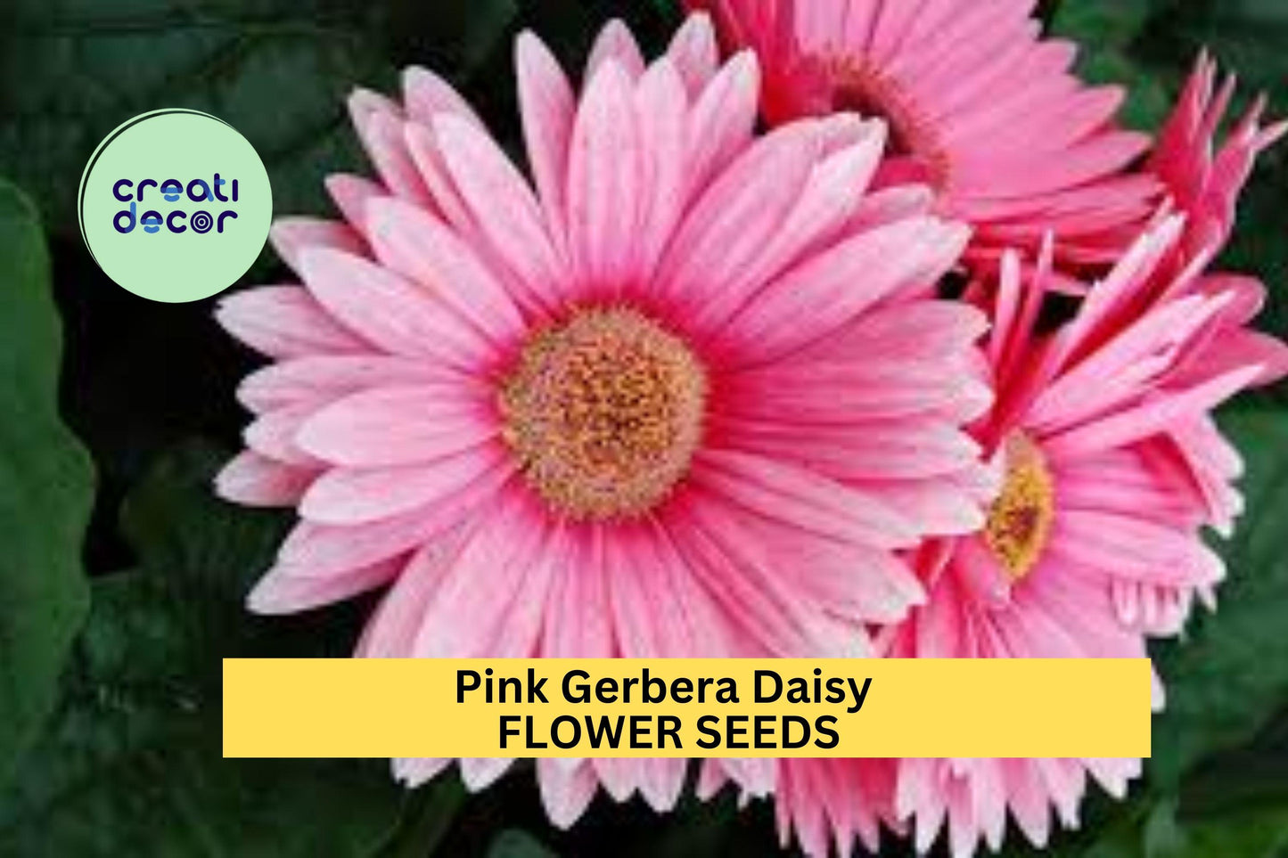 200+ Pink Gerbera Daisy Seeds – Bold Pink Blooms for Garden Planting, Cheerful Cut Flowers for Beds, Borders & Pots – USA