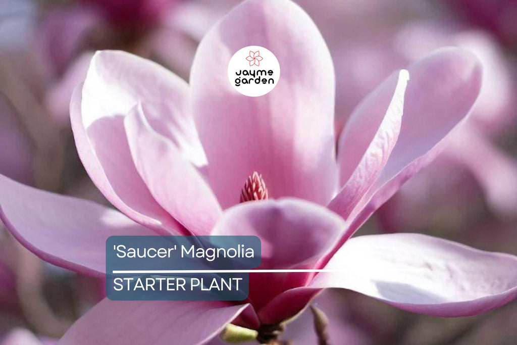 Saucer Magnolia Starter Plant | 6-12 Inch Dormant Sapling | Bare Root Flowering Tree or Shrub | Pink-White Spring Blooms | Zones 4-9