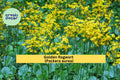 Golden Ragwort Seeds (Packera aurea) – 100 Native Shade-Loving Wildflower Seeds | Groundcover, Pollinator Plant | Zones 3–9