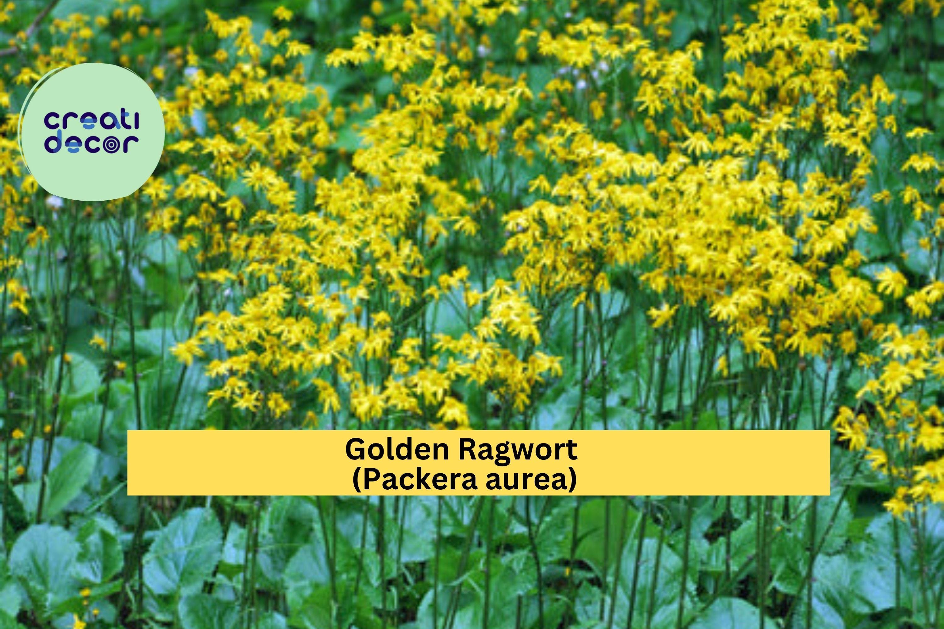 Golden Ragwort Seeds (Packera aurea) – 100 Native Shade-Loving Wildflower Seeds | Groundcover, Pollinator Plant | Zones 3–9