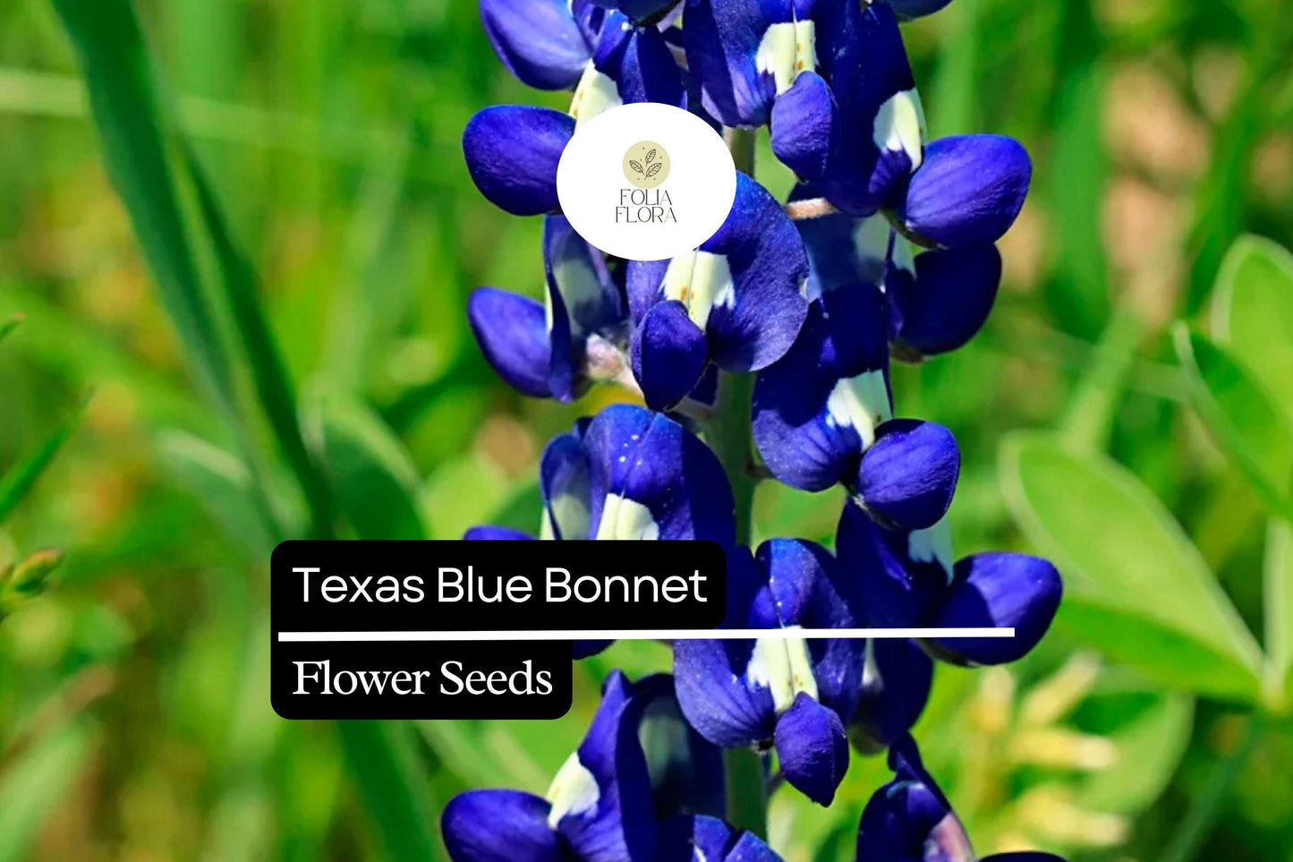 25+ Texas Bluebonnet Lupine Seeds | Lupinus texensis | Iconic Blue Wildflower Seeds for Garden Planting