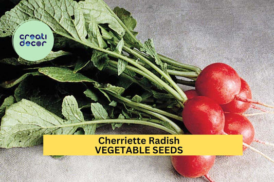 500+ Cherriette Radish Seeds – Crisp Round Red Radishes for Garden Planting, Fast-Growing Cool Season Vegetable – USA
