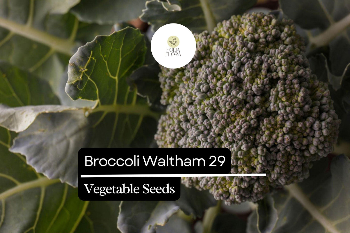 500 Waltham 29 Broccoli Seeds – Brassica oleracea – Heirloom, Cold-Hardy, High-Yield, Sweet & Tender