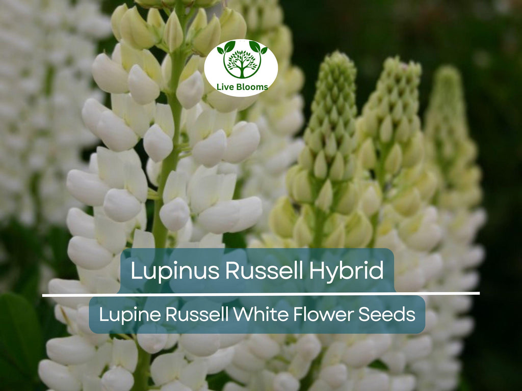 20 Seeds Lupine Russell White for Planting – Lupinus Russell Hybrid, White Flowers, Easy to Grow, Attracts Pollinators, Hardy Plant