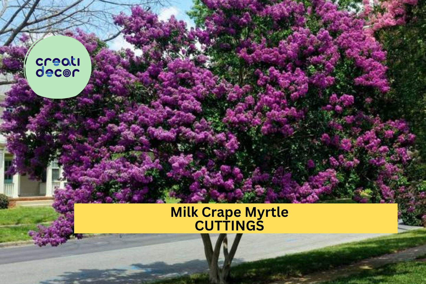 7 Live Stems for Rooting - Crape Myrtle Cuttings , Fast Growing Lagerstroemia Plant, Summer Flowering Shrub or Small Ornamental Tree
