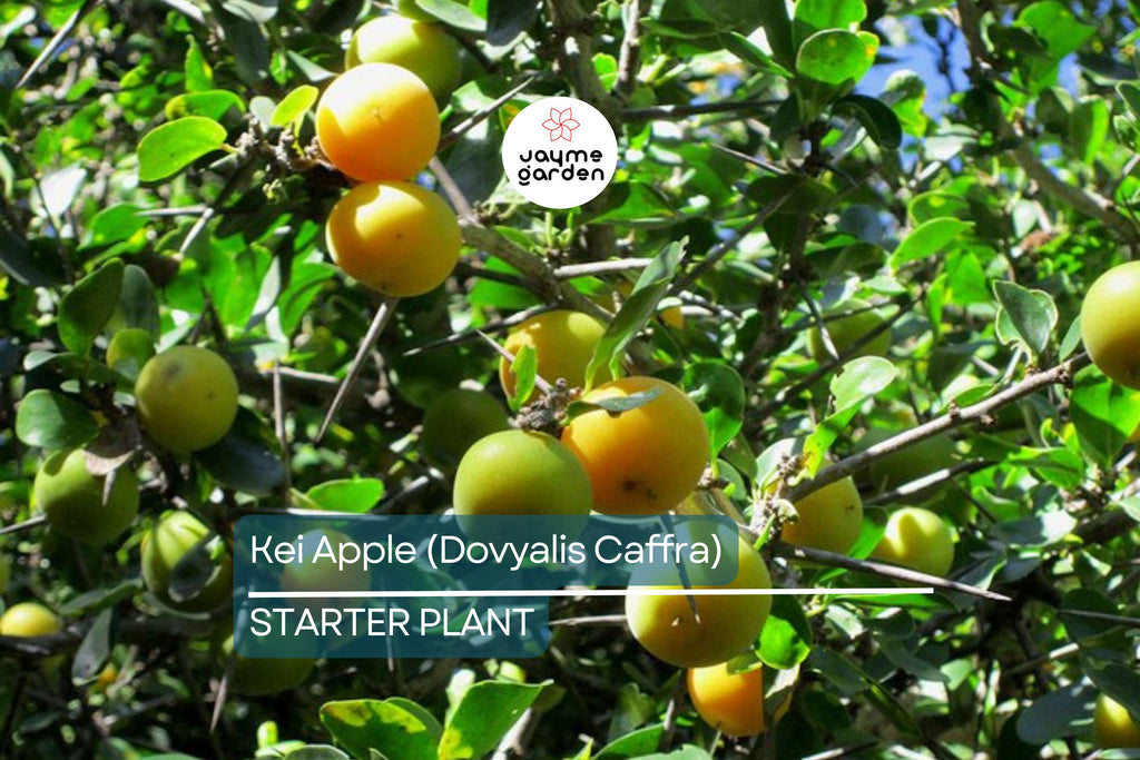 Kei Apple Seedling | 14" Tall Live Plant (Dovyalis caffra) | Organic Rare Fruit Tree | Tropical Starter Plant | Ready to Grow