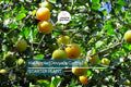 Kei Apple Seedling | 14" Tall Live Plant (Dovyalis caffra) | Organic Rare Fruit Tree | Tropical Starter Plant | Ready to Grow