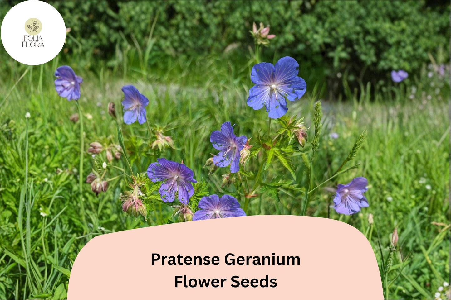 25+ Pratense Geranium Seeds | Hardy Perennial | Violet-Purple Blooms for Cottage Gardens & Borders