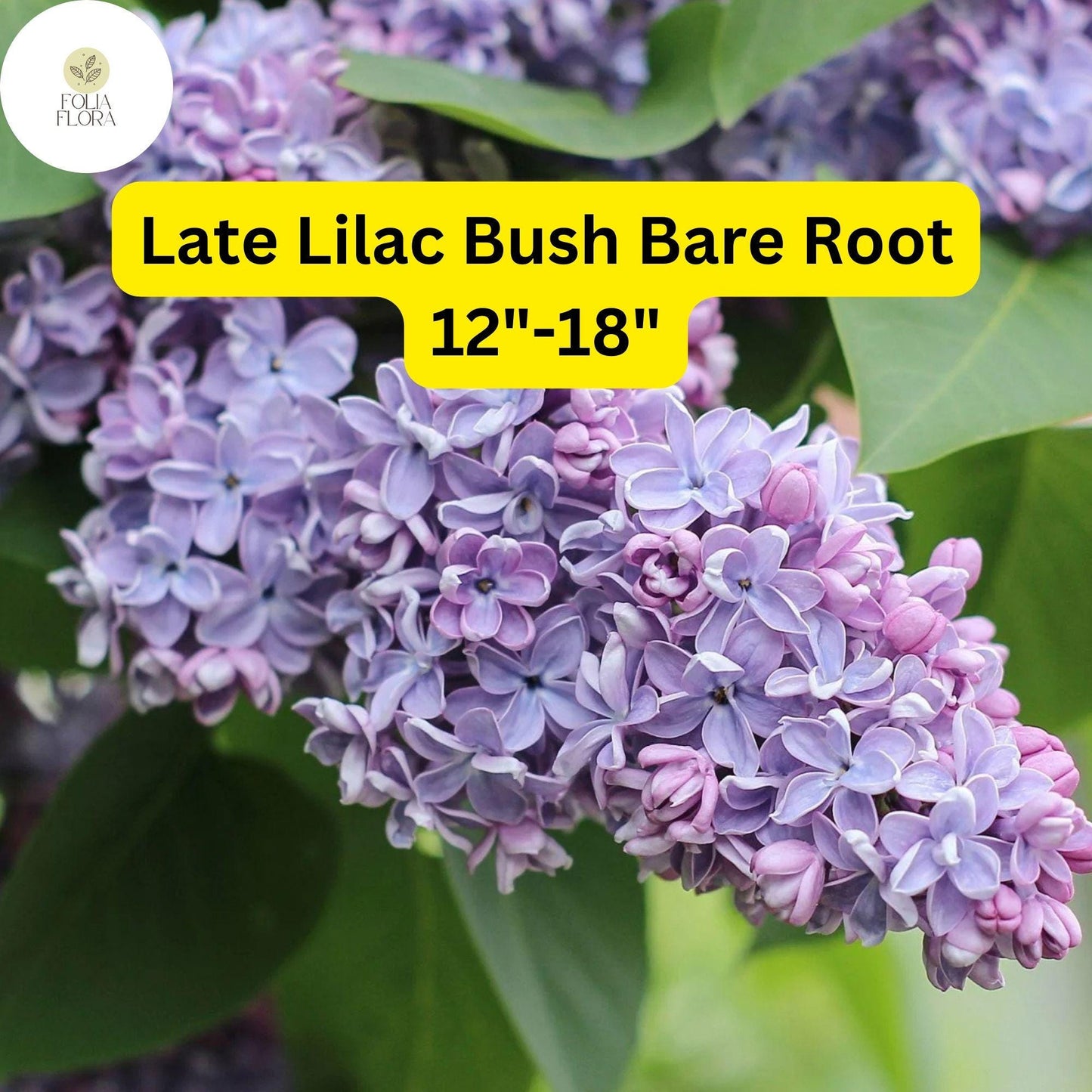 1 Syringa villosa Late Lilac Bush - Live Bare Root Plant 12"-18" for Zones 3-7 - Hardy, Fragrant Flowers