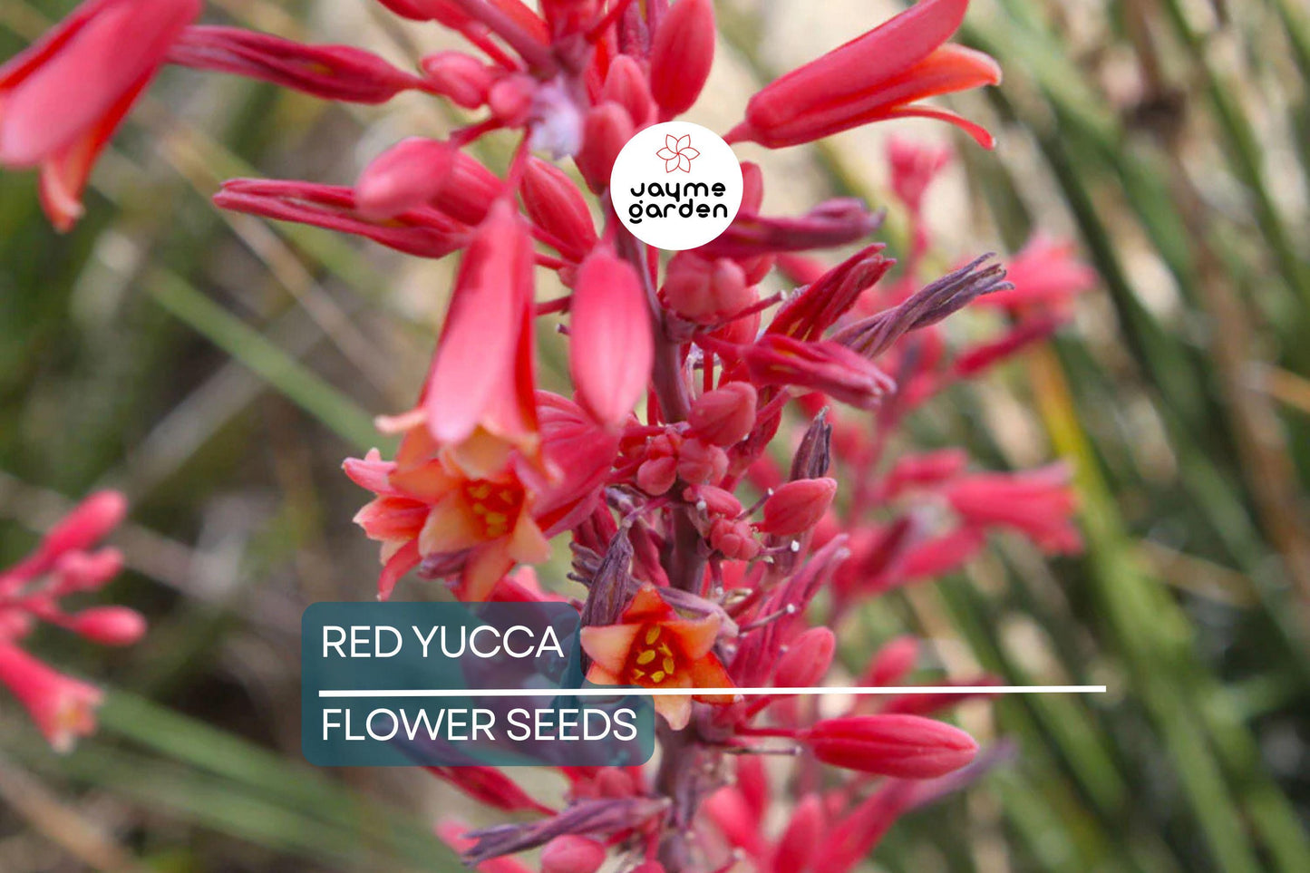 25 Red Yucca Seeds (Hesperaloe parviflora) - Drought Tolerant, 5ft Flower Spikes, Hummingbird & Butterfly Attracting