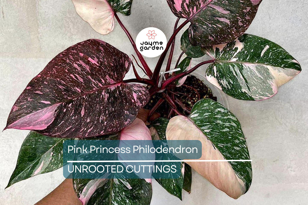 Pink Princess Philodendron High Variegation Cutting - Rare PPP Houseplant, Indoor/Outdoor