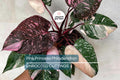 Pink Princess Philodendron High Variegation Cutting - Rare PPP Houseplant, Indoor/Outdoor
