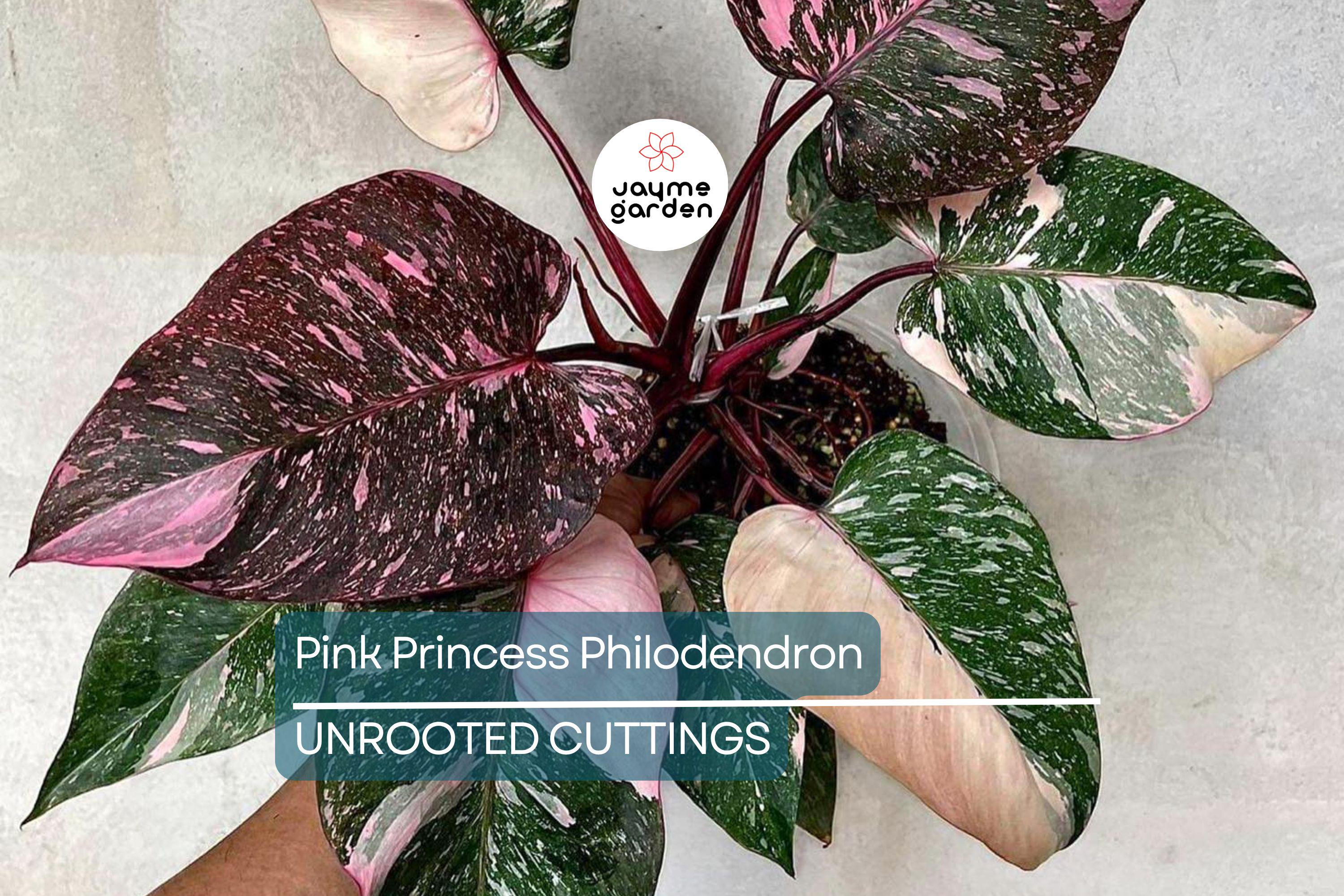 Pink Princess Philodendron High Variegation Cutting - Rare PPP Houseplant, Indoor/Outdoor