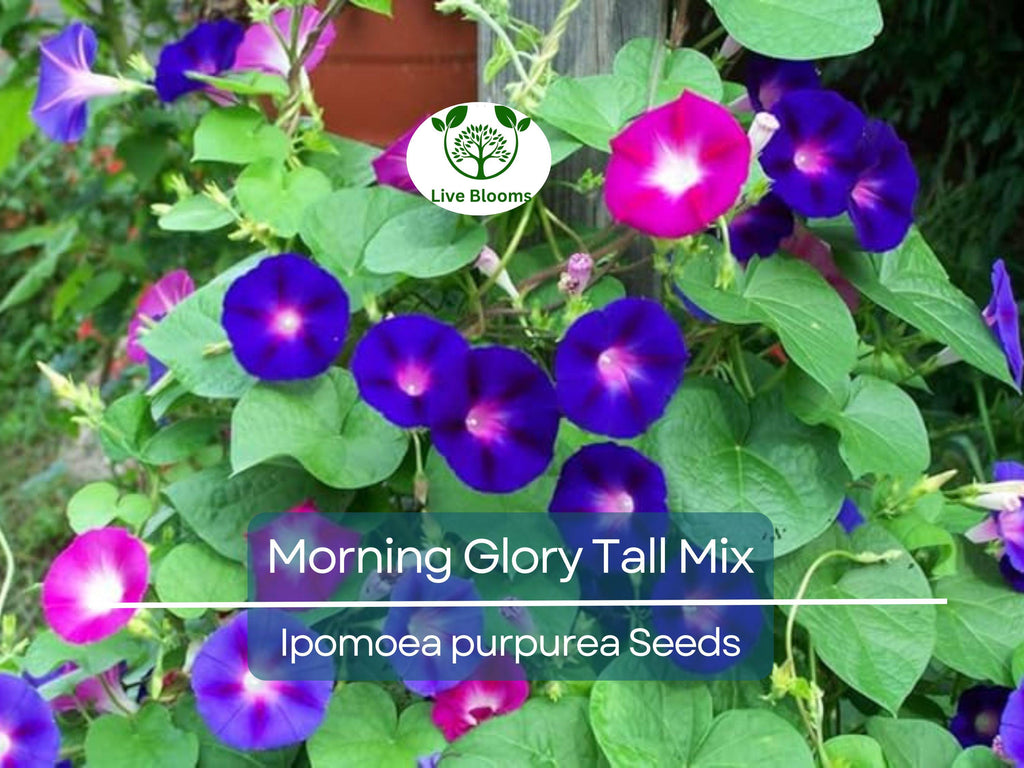 100 Seeds Morning Glory Tall Mix – Ipomoea purpurea – 5-Color Blooming Vine – Non-GMO, Pollinator Magnet, Loved by Hummingbirds