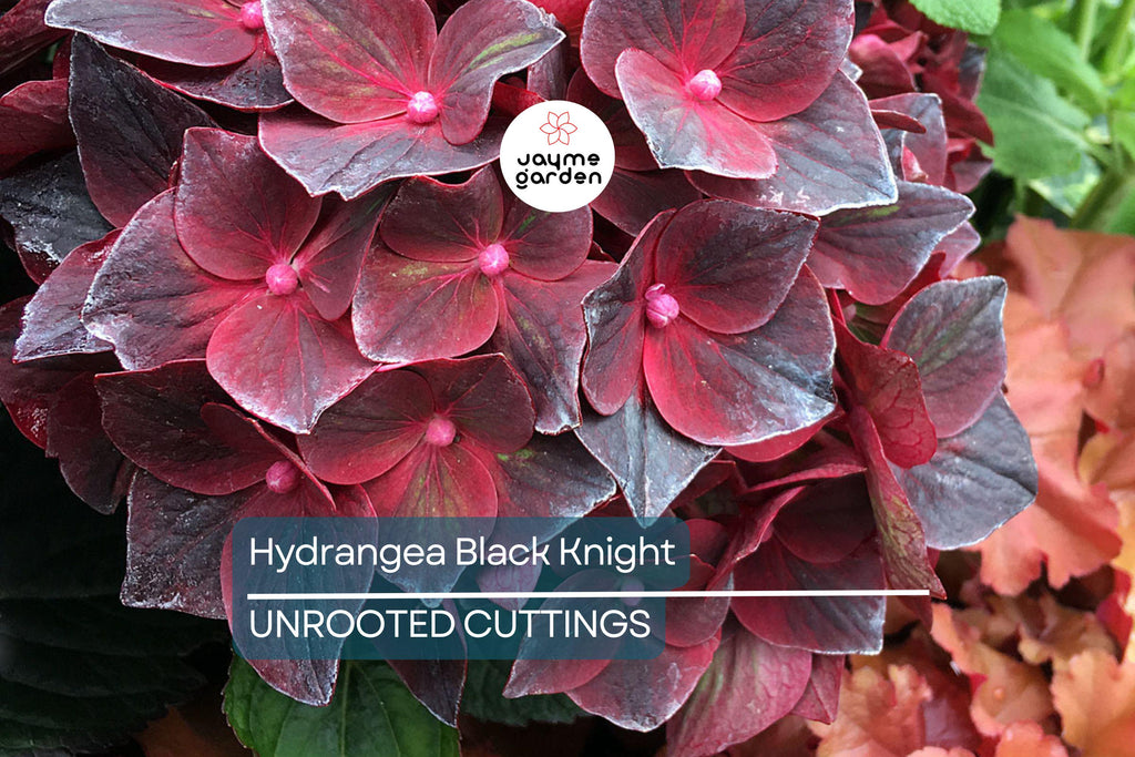 SUPER RARE Hydrangea Black Knight - 3 Fresh Cuttings for Rooting or Grafting, Unique Dark Blooms