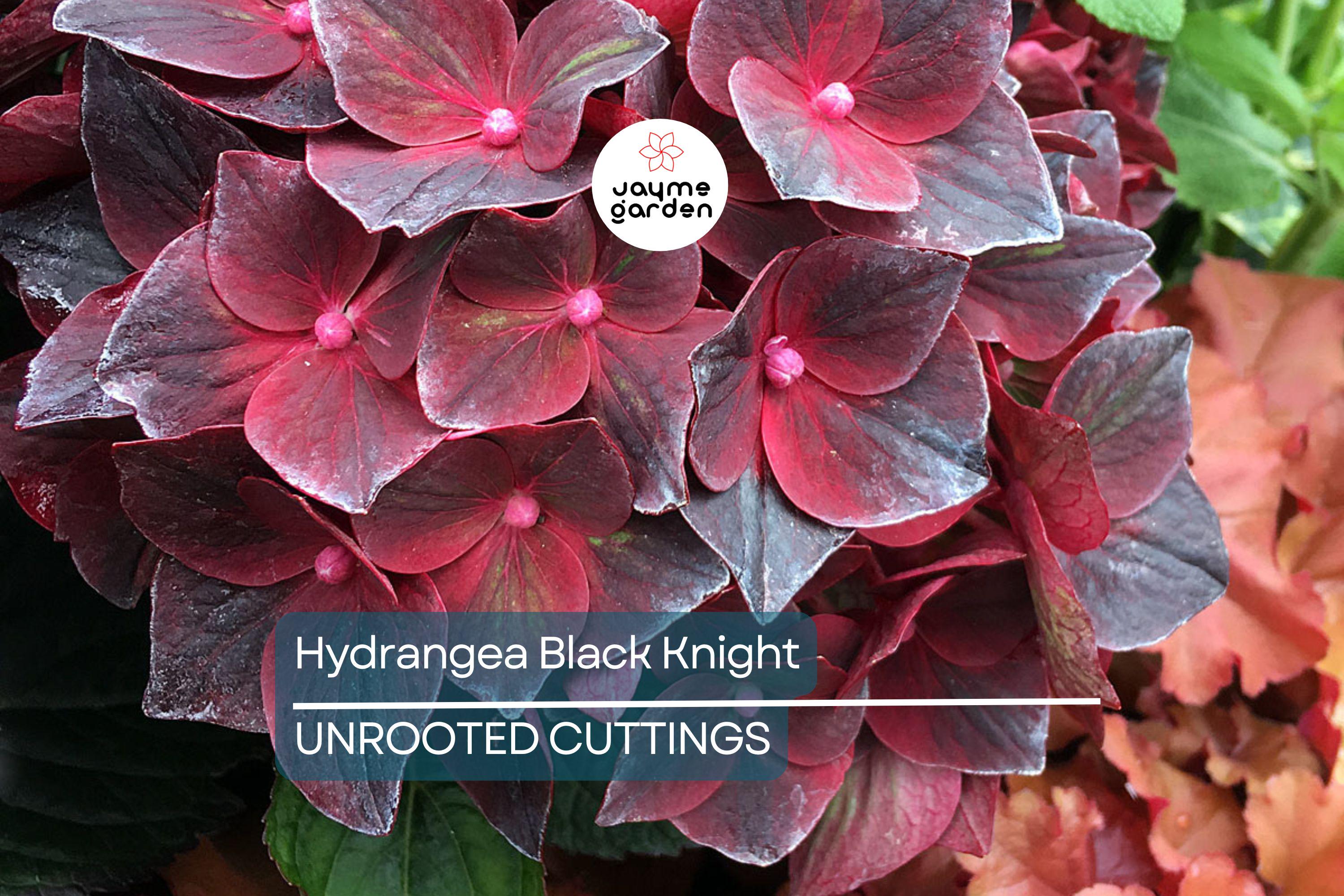 SUPER RARE Hydrangea Black Knight - 3 Fresh Cuttings for Rooting or Grafting, Unique Dark Blooms