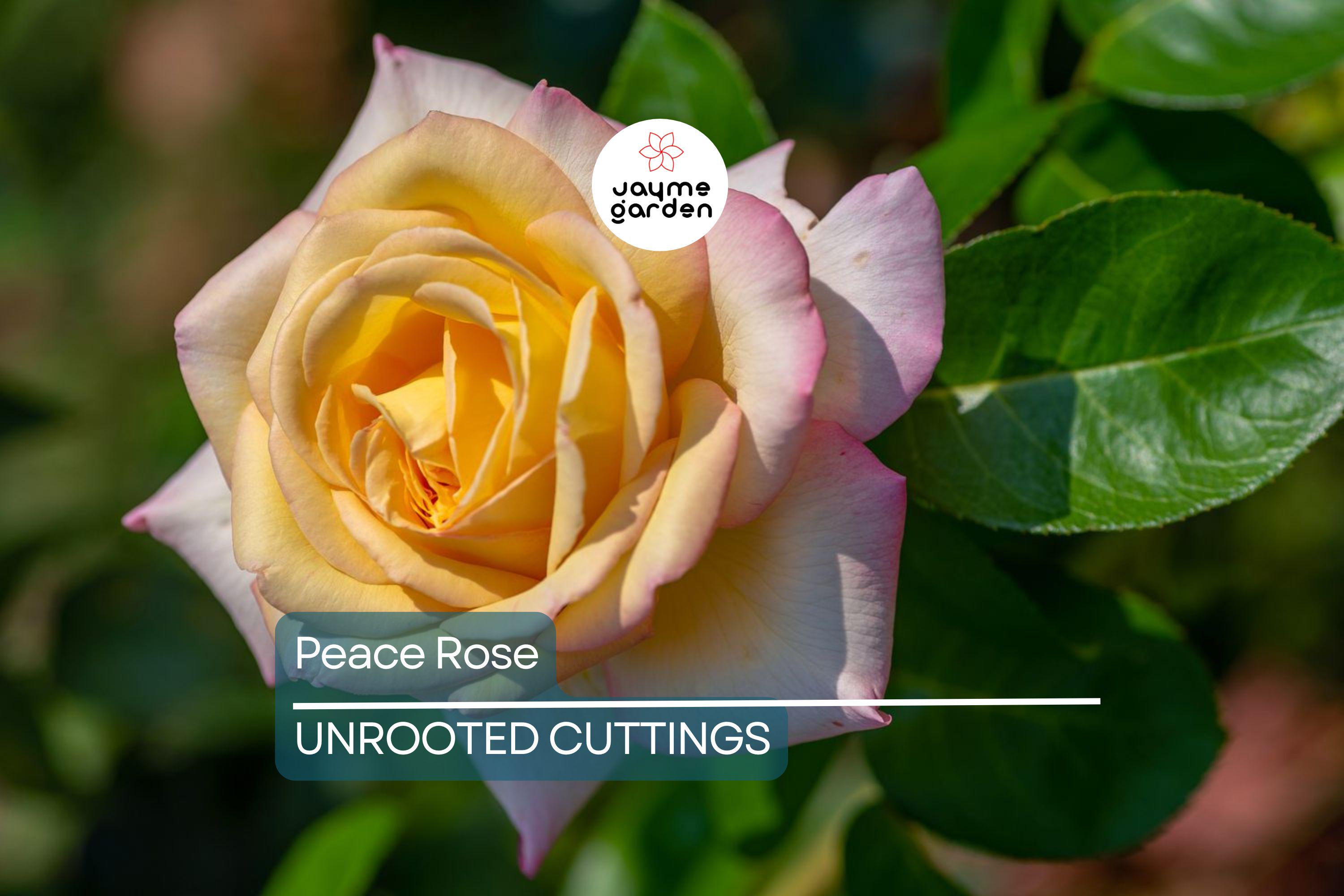Peace Rose Cuttings for Rooting - 3 Fresh 5-6 Inch Cuts with Rooting Powder