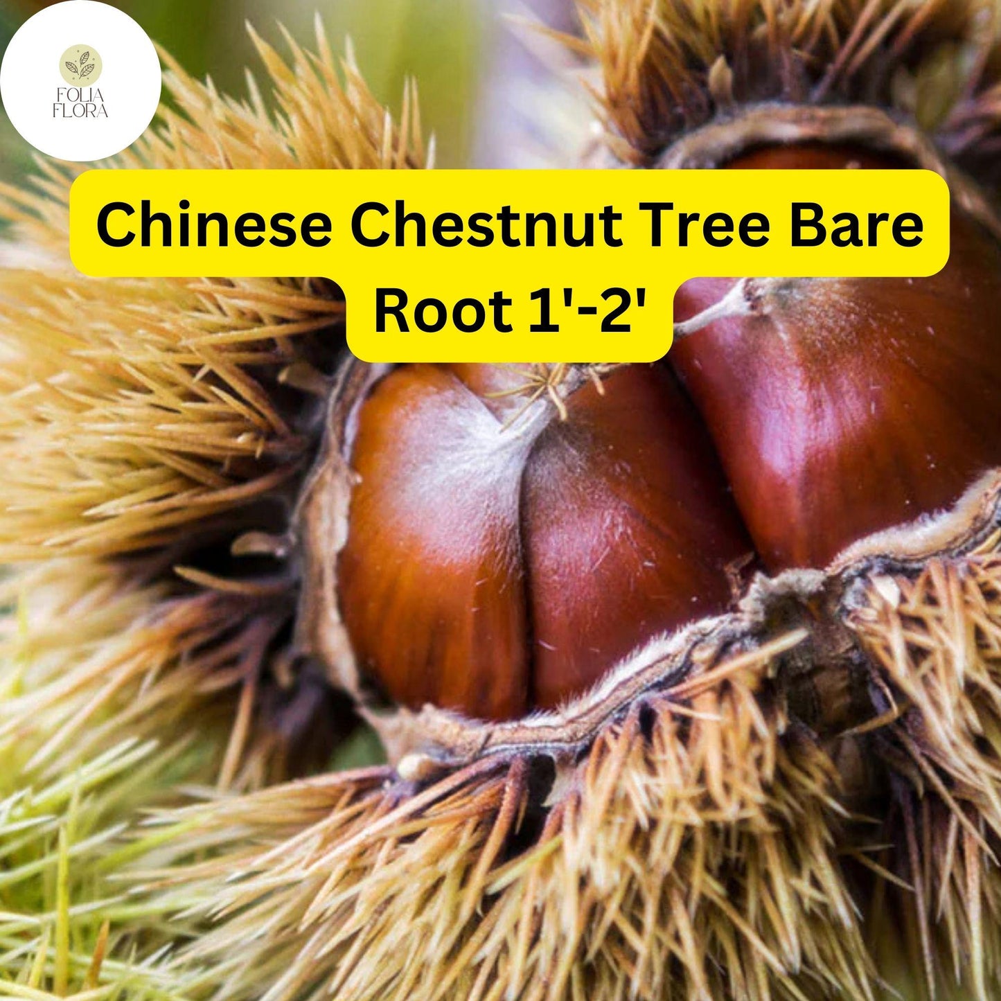 2 Castanea mollissima Chinese Chestnut Tree - Live Bare Root Plant 1'-2' for Zones 4-8 - Edible Nuts, Hardy Tree