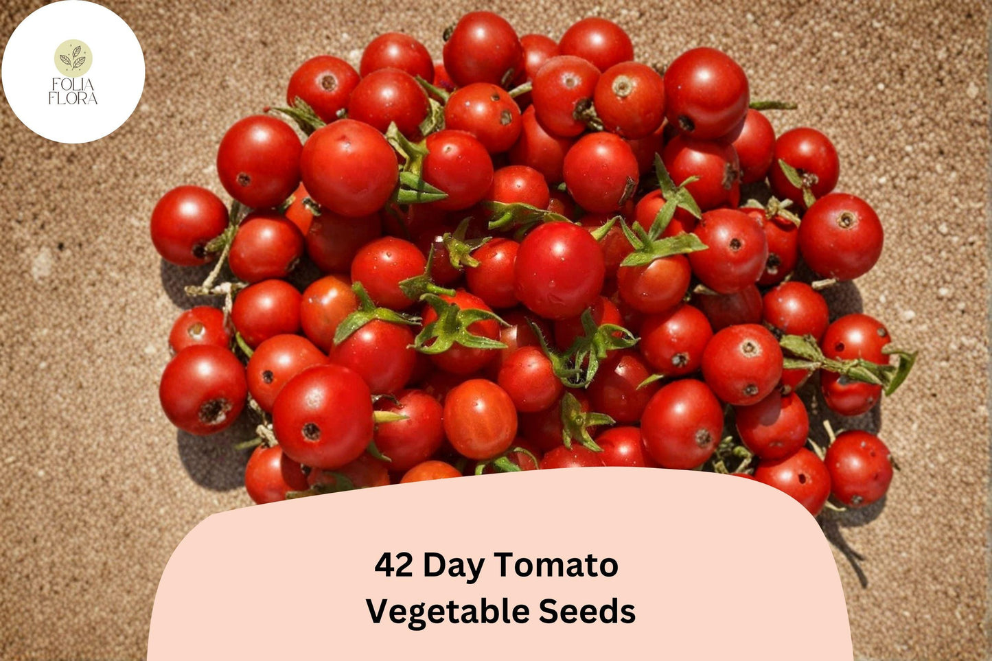 42-Day Tomato Seeds 100+ | Solanum lycopersicum Early Ripening Heirloom Red Garden Tomato