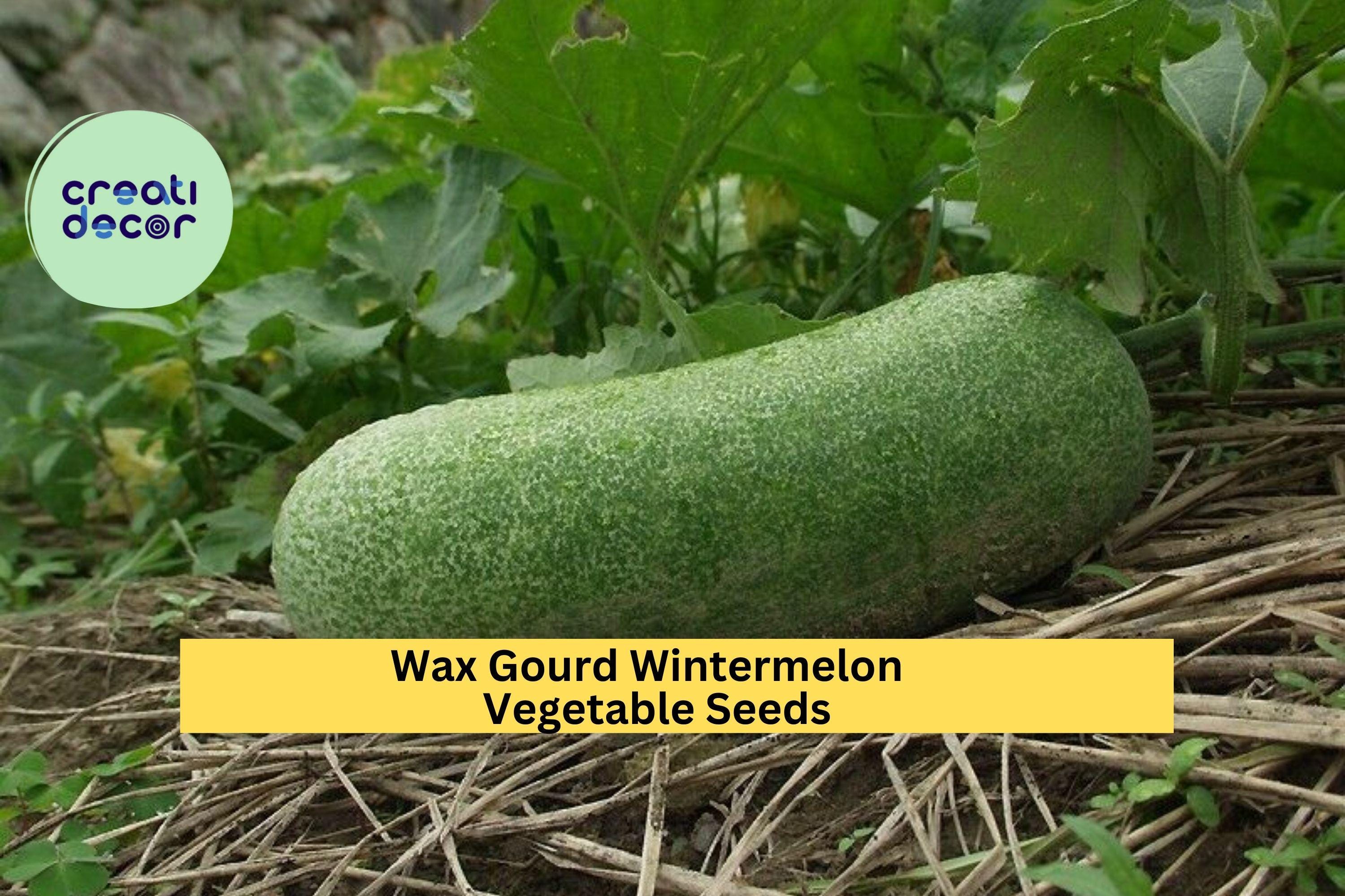 3pcs of 10 Seeds Wax Gourd Wintermelon – Large White-Frosted Melon for Soups, Stews, and Warm Season Vegetable Gardens