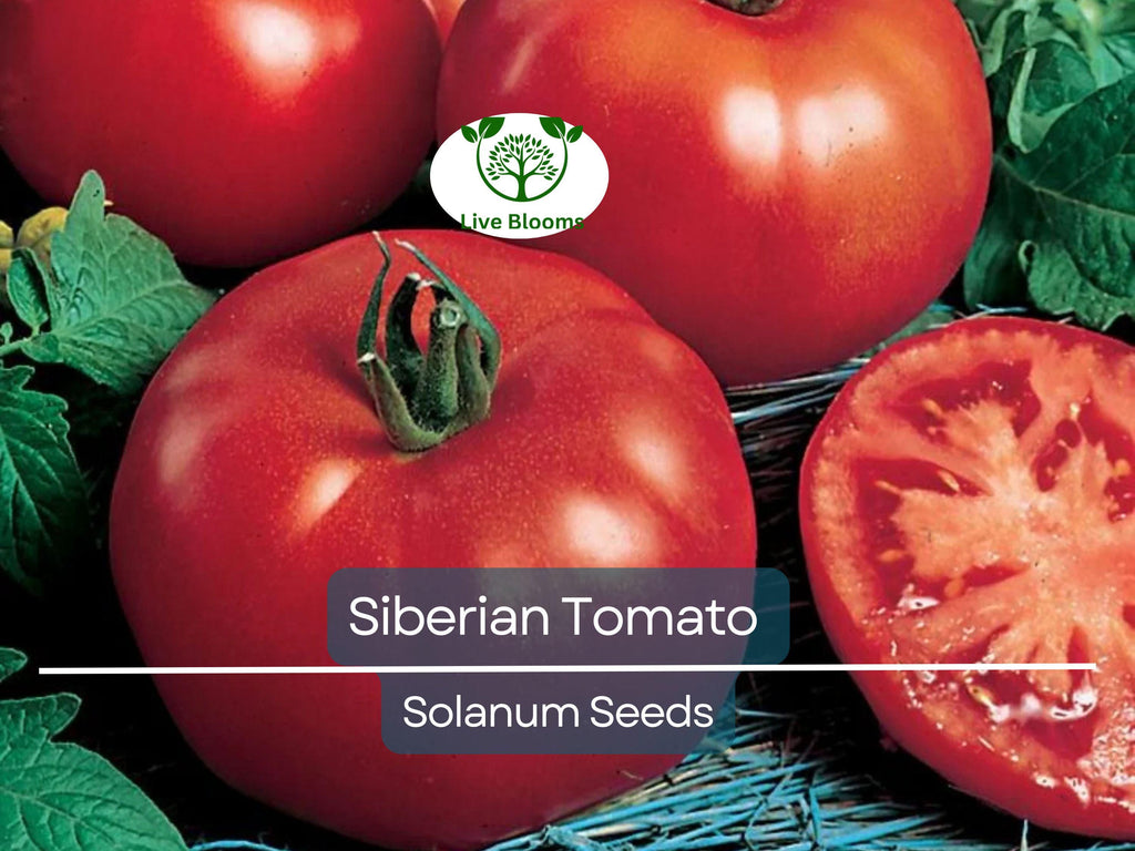 50 Siberian Tomato Seeds | Dwarf Determinate | Lycopersicon esculentum | Heirloom | Cold Hardy | Early | Non-GMO | Container Friendly