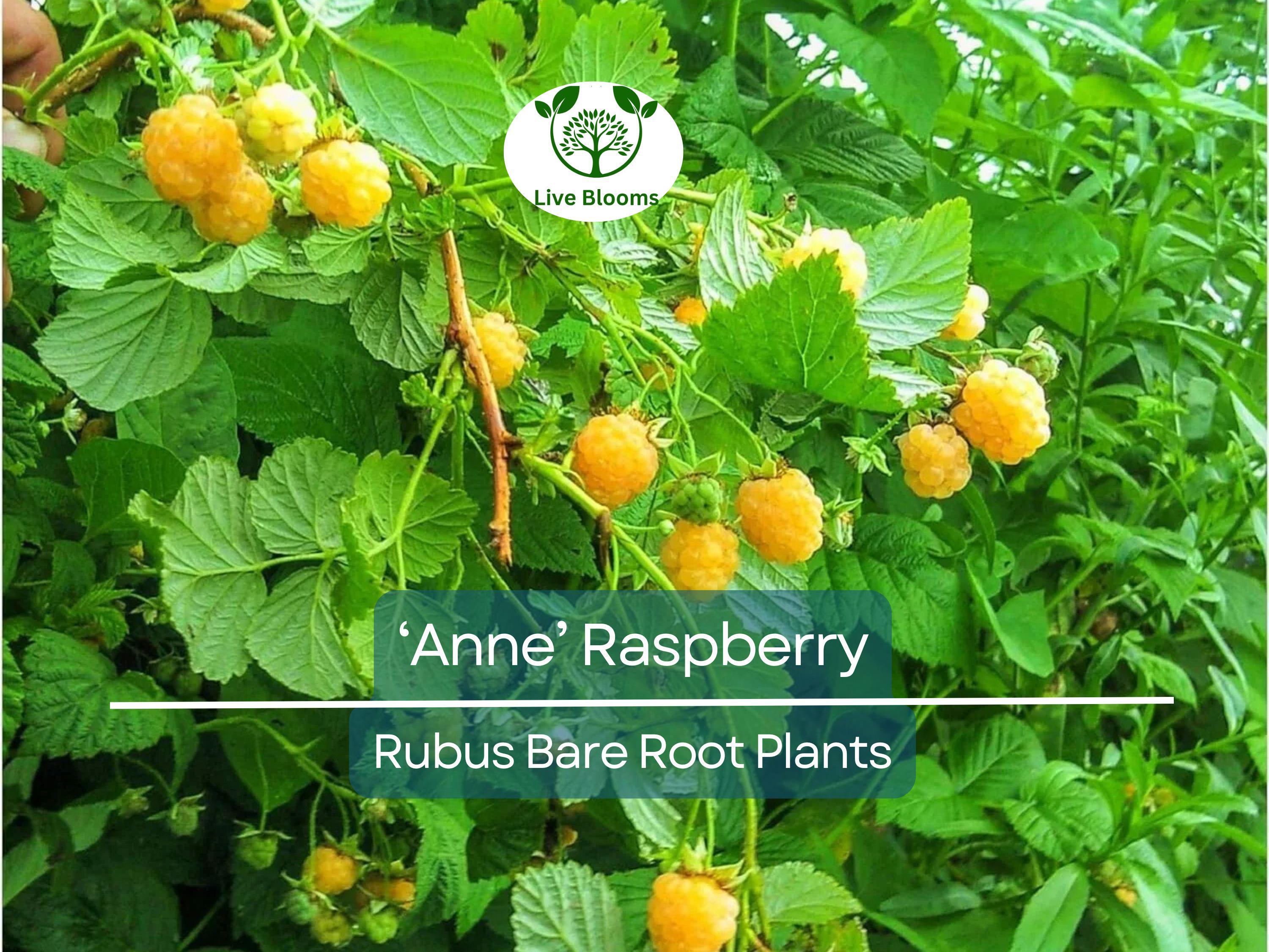 3 ‘Anne’ Raspberry Plants – Bare Root Canes – Super Sweet Yellow Berries – Fall-Bearing Raspberry for Zones 4–8
