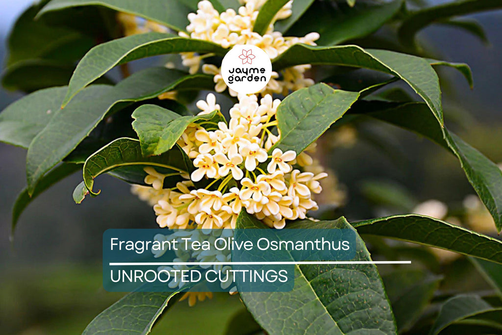 8 Fragrant Tea Olive Osmanthus Fragrans Live Cuttings 8”+ - Sweet Tea Evergreen, Fast-Growing, Aromatic, Edible Flowers