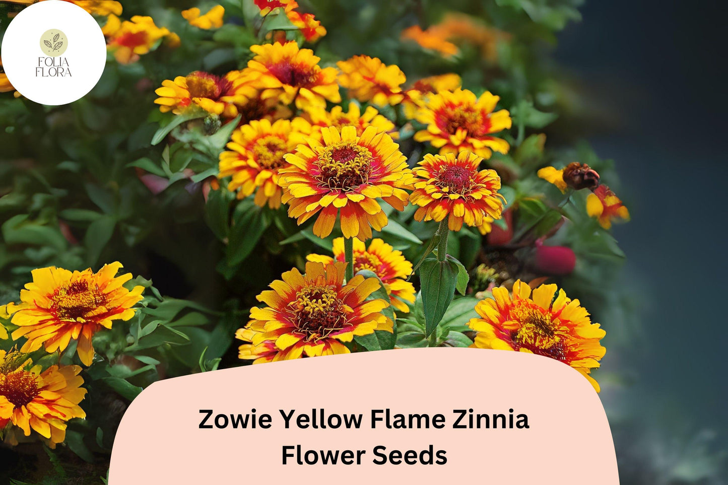 100+ Zowie Yellow Flame Zinnia Seeds – Bold Bi-Color Blooms for Garden Planting, Beds & Cut Flowers