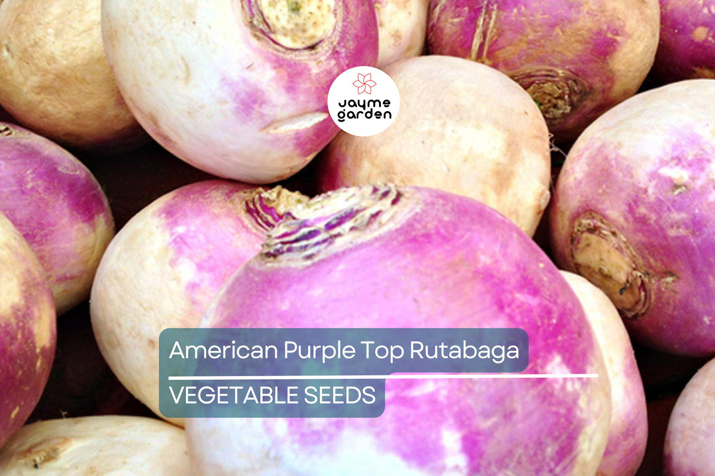 1000 American Purple Top Rutabaga Seeds – Heirloom, Non-GMO, Cold-Hardy Root Vegetable