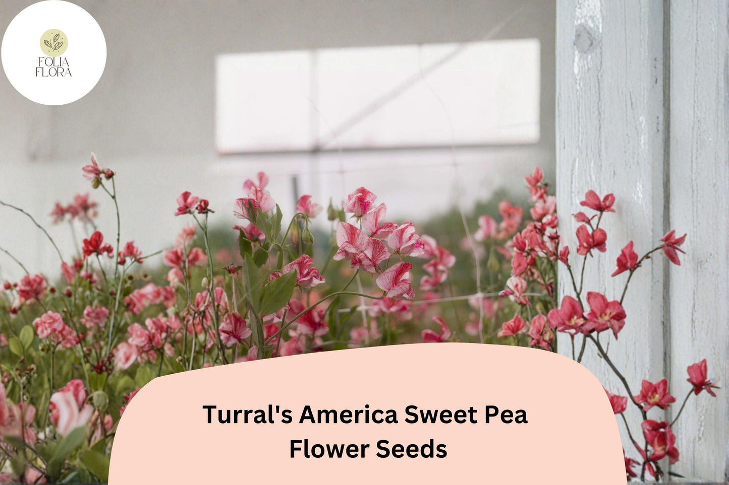 50+ Turral’s America Sweet Pea Seeds | Fragrant Red and White Striped Flower for Garden Trellis