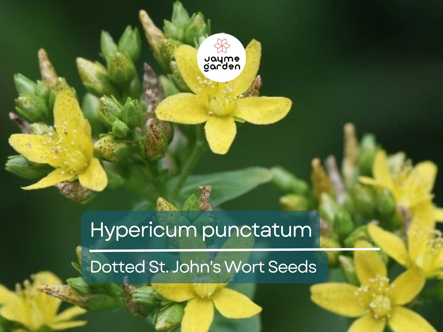 500 Seeds Hypericum Punctatum | Dotted St. John's Wort for Planting | Native Perennial Wildflower | Yellow Pollinator Plant | Medicinal Herb