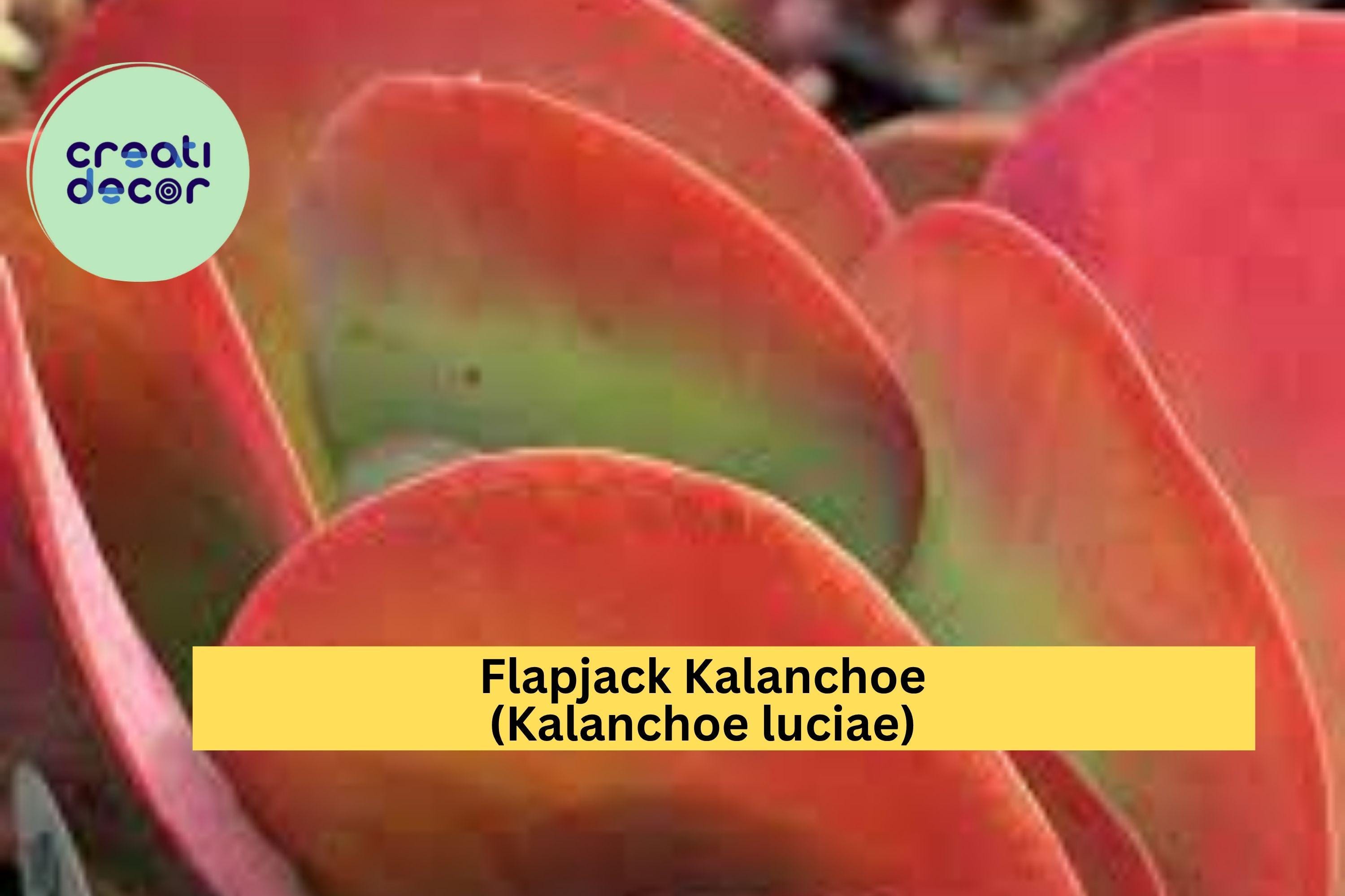 Flapjack Kalanchoe Live Succulent – Paddle Plant (Kalanchoe luciae), Colorful Rosette Houseplant, Easy Care Live Plant