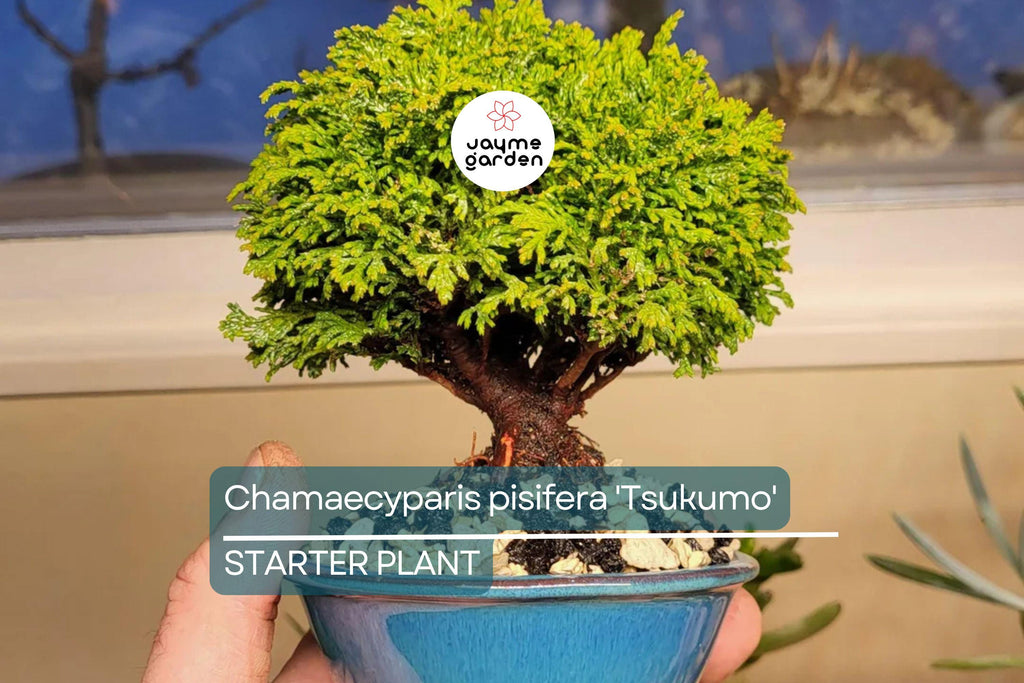 Chamaecyparis Pisifera 'Tsukumo' Live Starter Plant | 4-6 Inches Dwarf Evergreen Cypress | Deer-Resistant Bonsai or Garden Accent