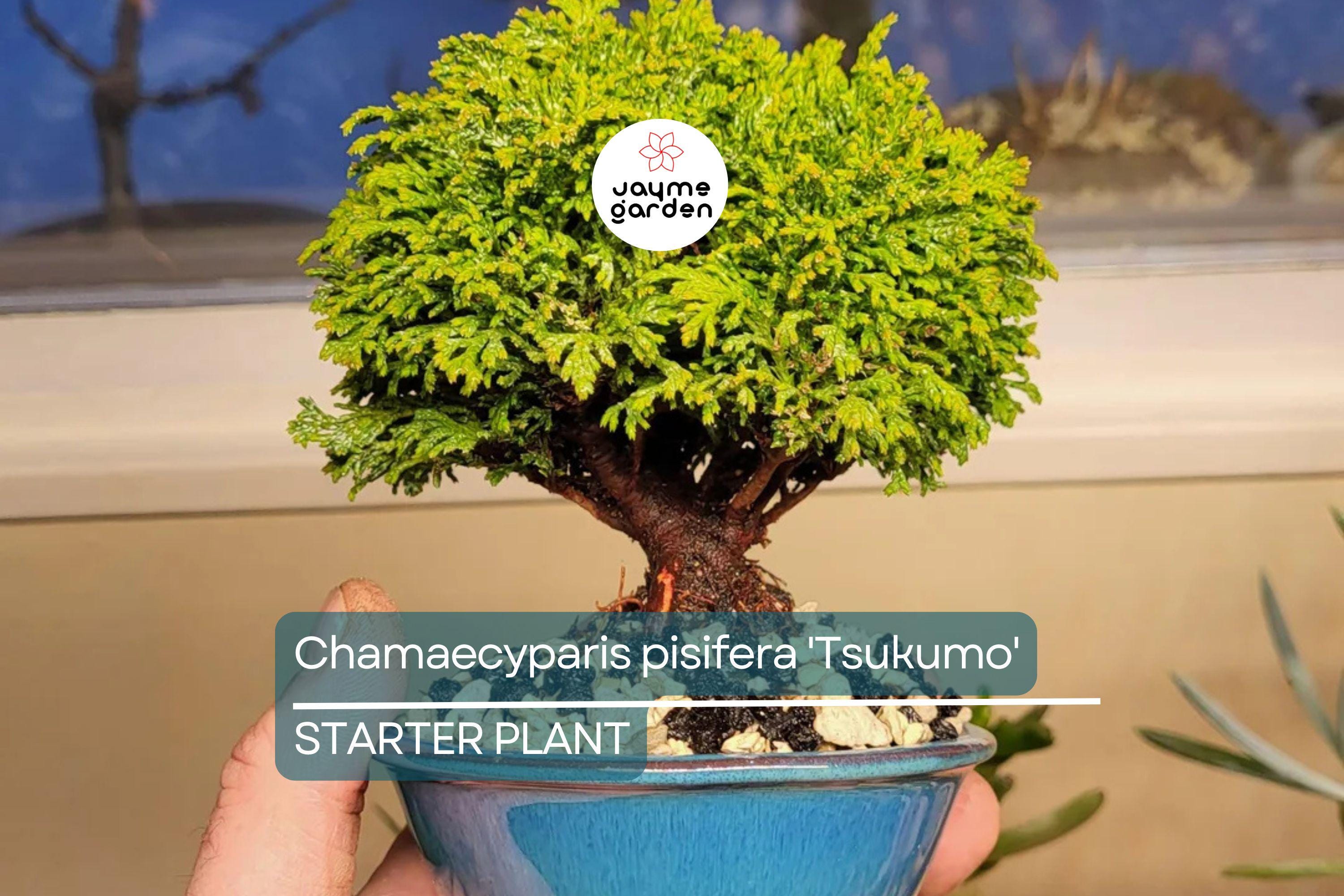 Chamaecyparis Pisifera 'Tsukumo' Live Starter Plant | 4-6 Inches Dwarf Evergreen Cypress | Deer-Resistant Bonsai or Garden Accent