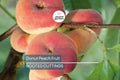 Donut Peach Tree Scion - 6 Premium Cuttings for Grafting, Sweet White Flesh