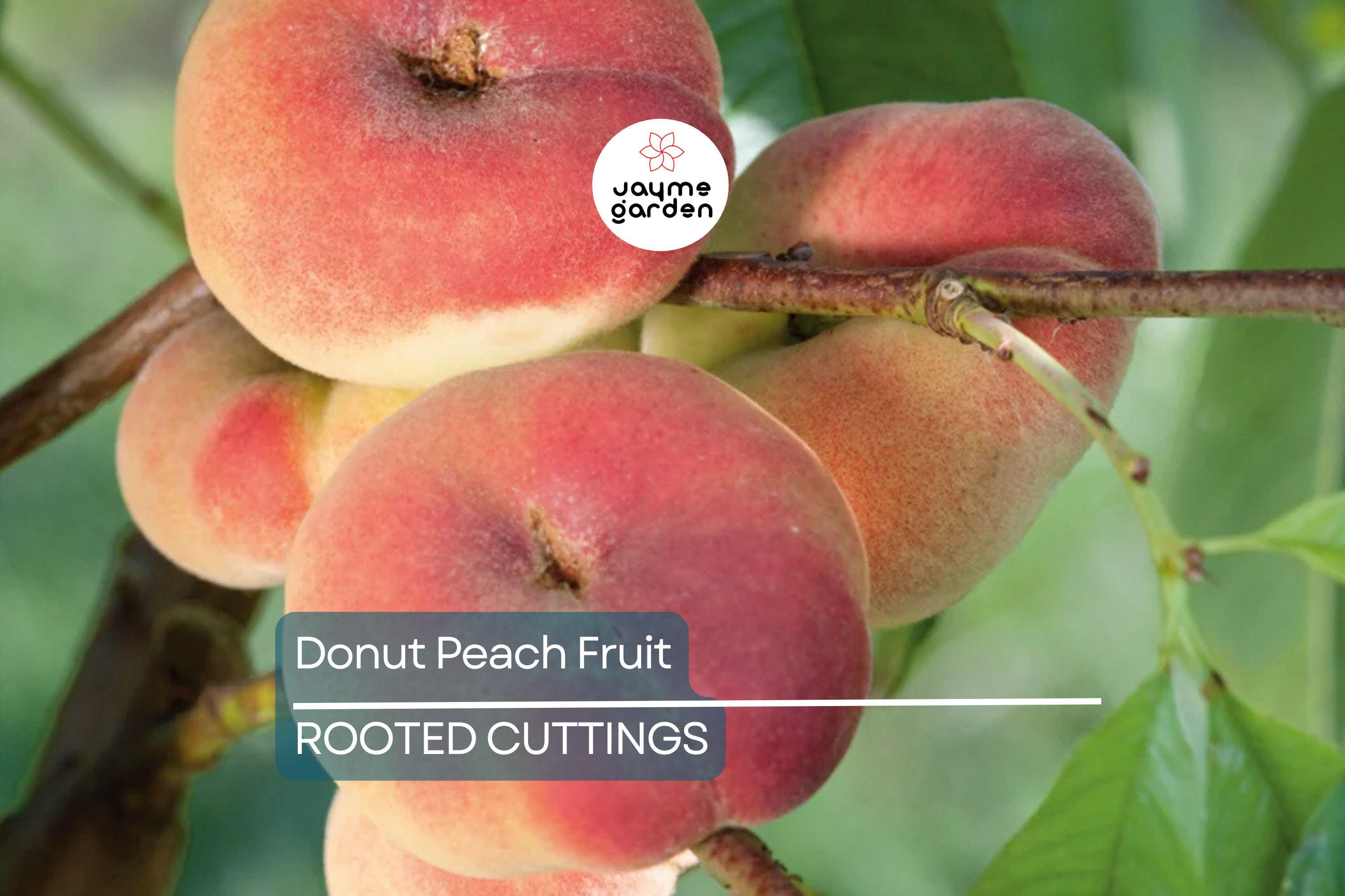 Donut Peach Tree Scion - 6 Premium Cuttings for Grafting, Sweet White Flesh