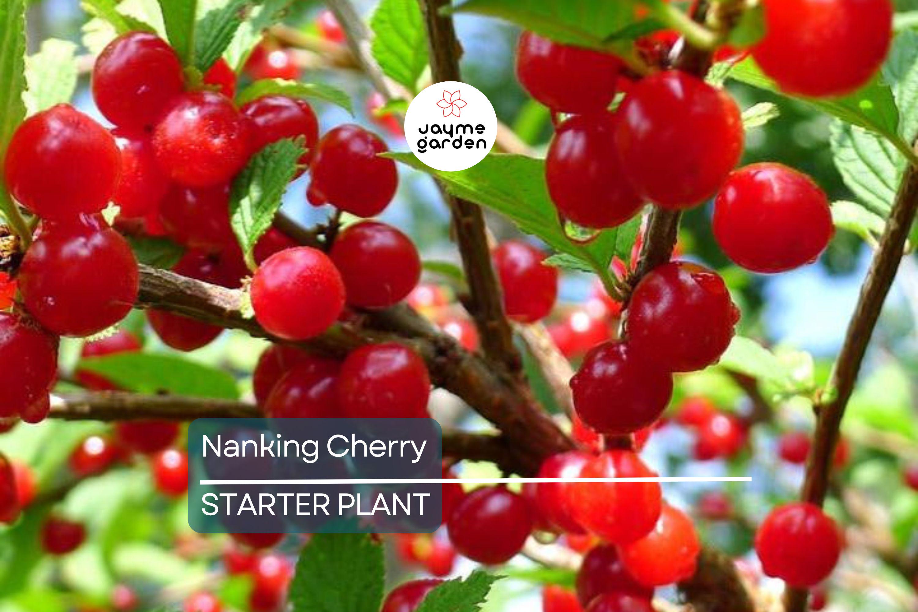 Nanking Cherry Scion | 6-10" Length for Grafting | High-Quality Scionwood from Seed-Grown Nanking Cherry Bushes