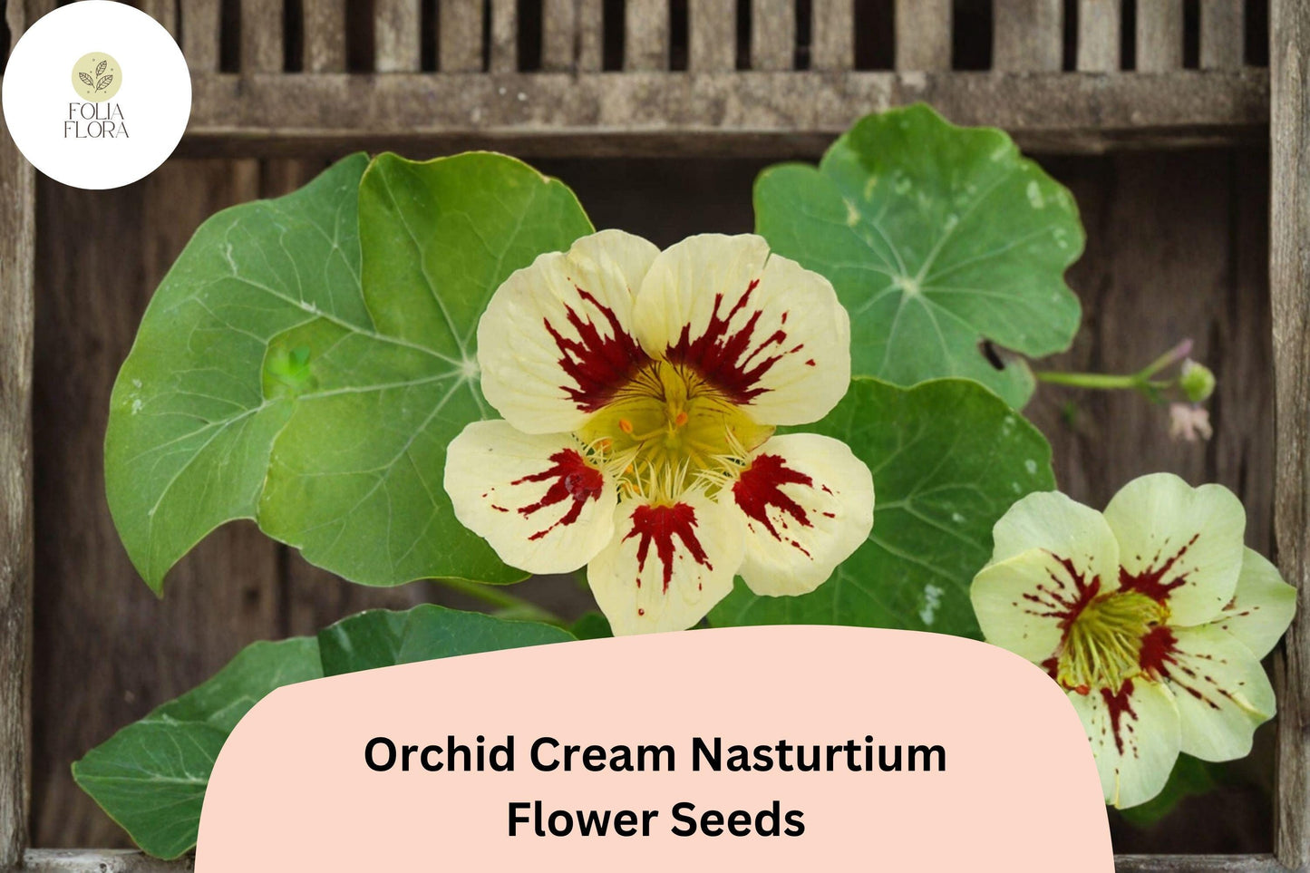 50+ Orchid Cream Nasturtium Seeds | Tropaeolum majus | Soft Cream & Pink Blooms