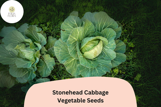 500+ Stonehead Cabbage Seeds | Brassica oleracea | Heirloom Green Cabbage | Bulk Garden Vegetable Seeds