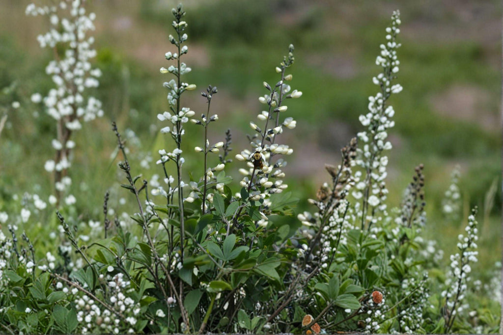 White Wild Indigo – Baptisia alba Seeds | 15 Seeds | Native Perennial Wildflower | Flowering Plant