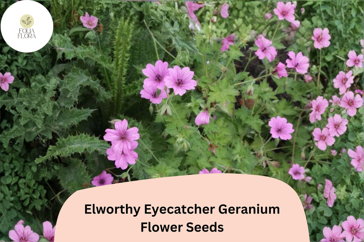 25+ Elworthy Eyecatcher Geranium Seeds | Pink-Purple Blooms | Hardy Perennial Ground Cover for Garden Borders