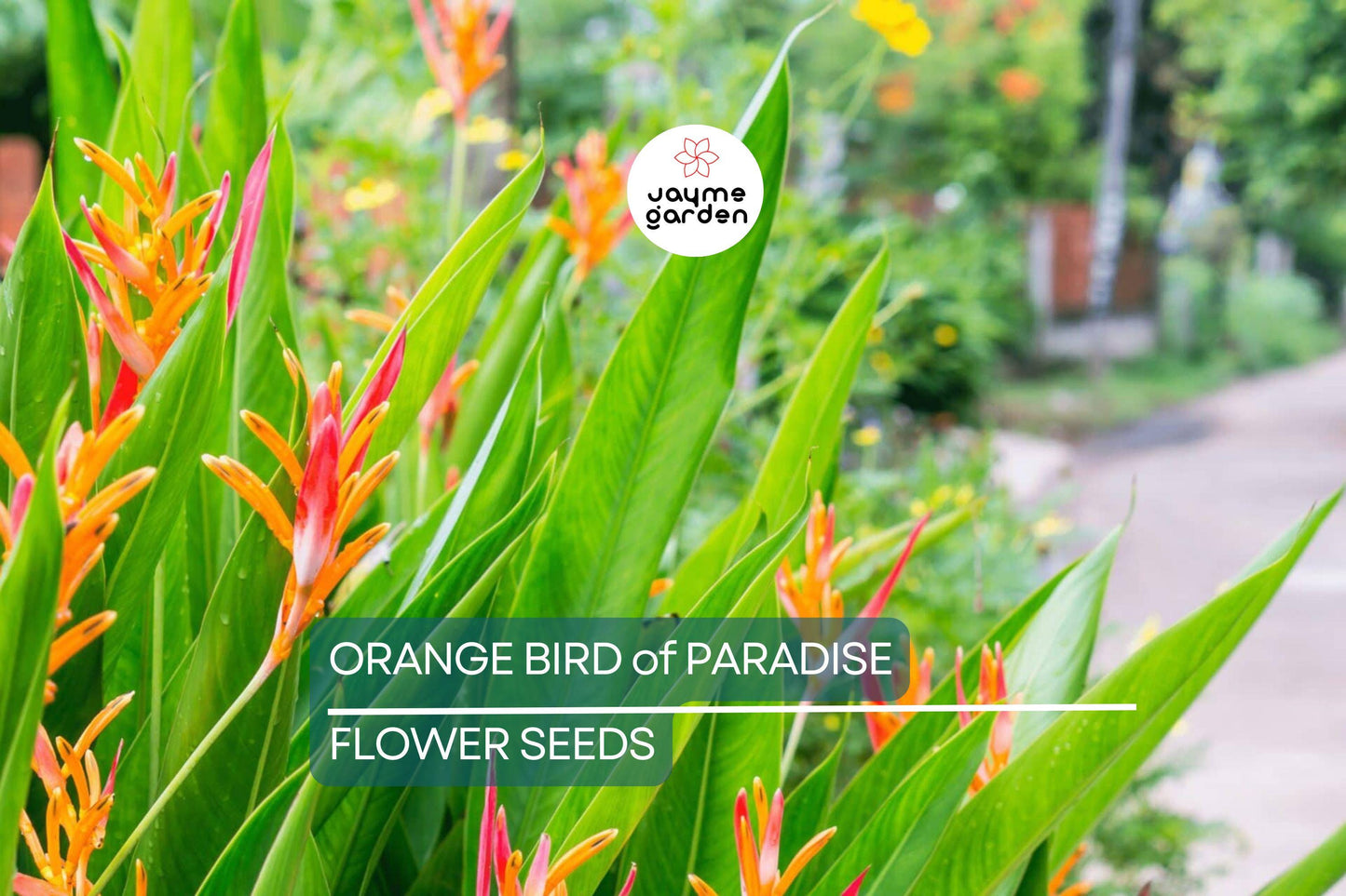45 Orange Bird of Paradise Seeds (Strelitzia reginae) – Tropical Crane Flower Plant, 3-5 ft Tall, USDA Zones 9-11, Exotic Blooms